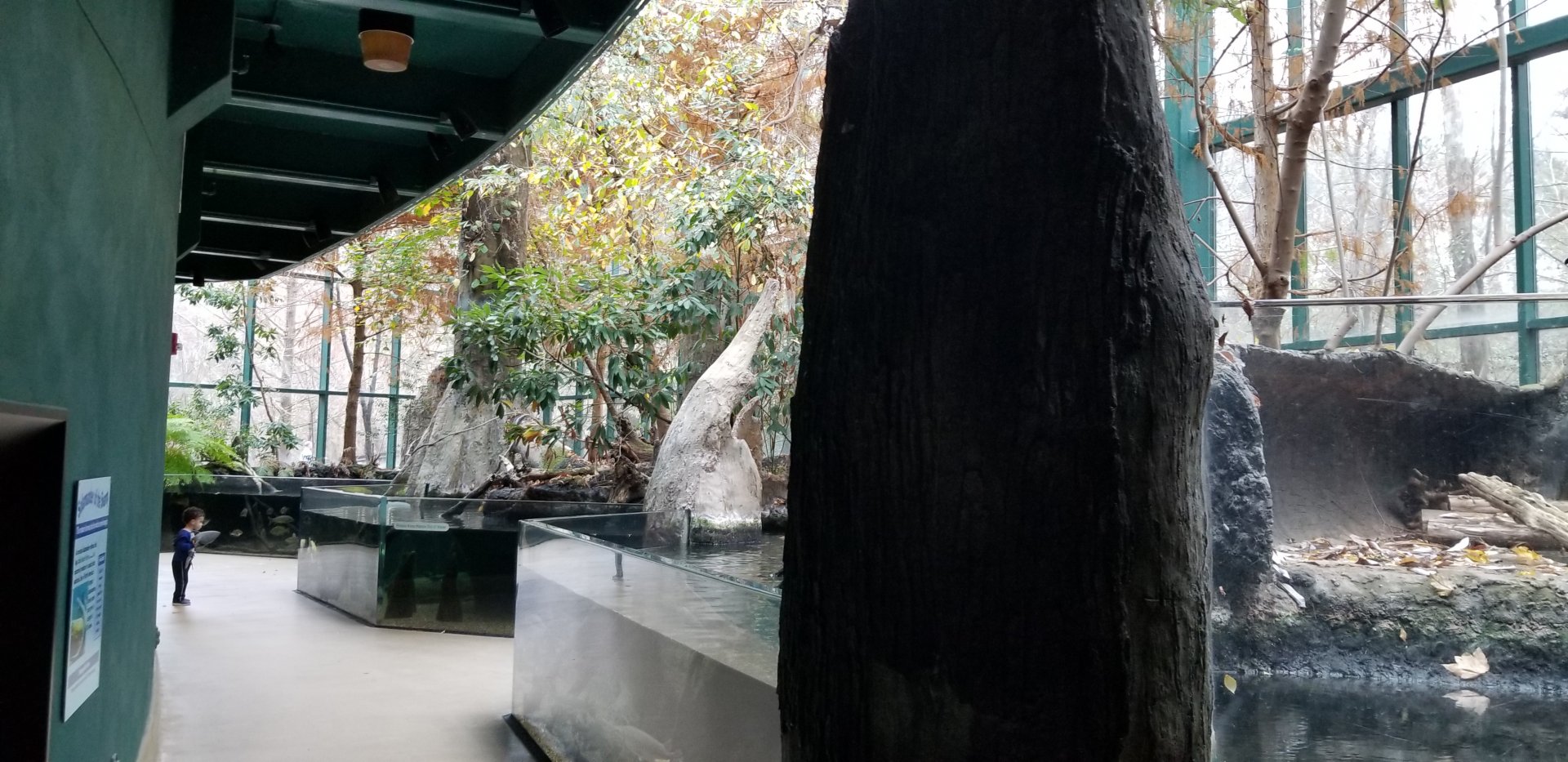 VA Living Museum - Cypress Swamp