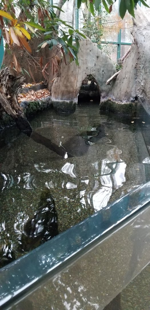 VA Living Museum - Cypress Swamp