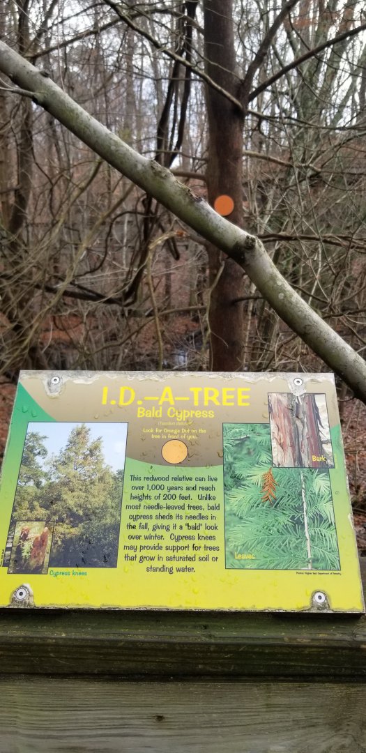 VA Living Museum - ID A Tree