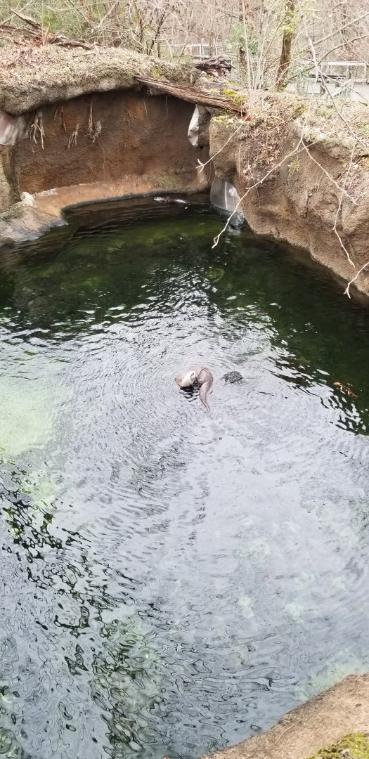 VA Living Museum - Otters in water