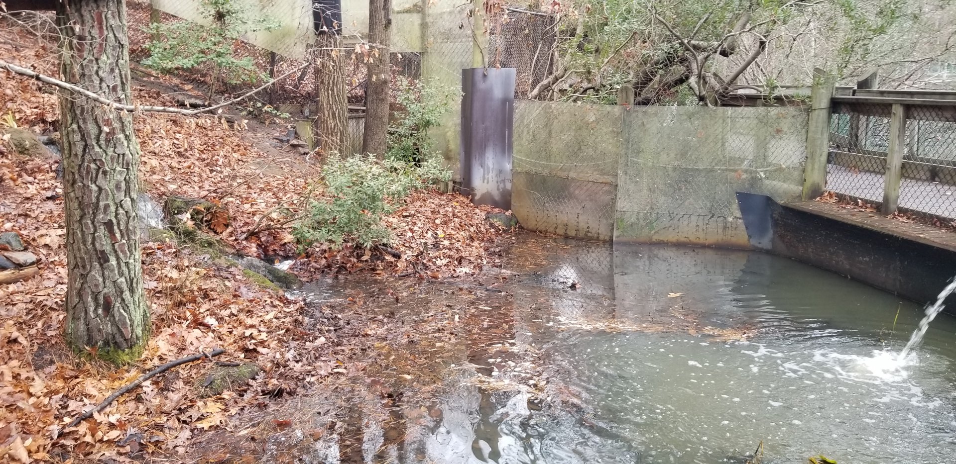 VA Living Museum - Part of raccoon exhibit