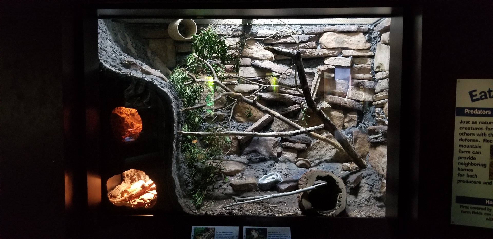 VA Living Museum - Piedmont and Mountains - eastern chipmunk, corn snake