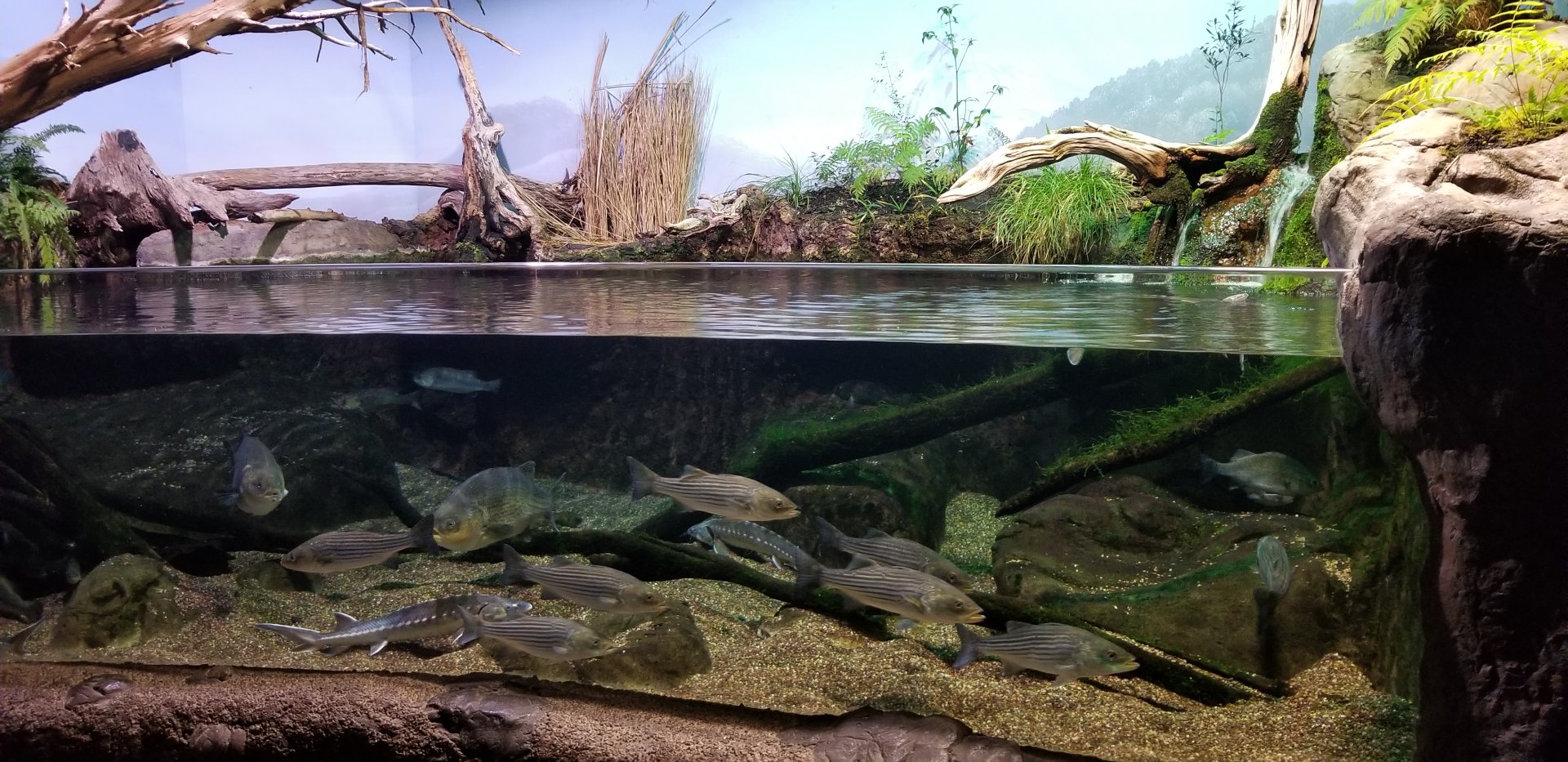 VA Living Museum - Piedmont and Mountains - James River - bowfin, rockfish, shortnose sturgeon, redear sunfish, black crappie, pumpkinseed