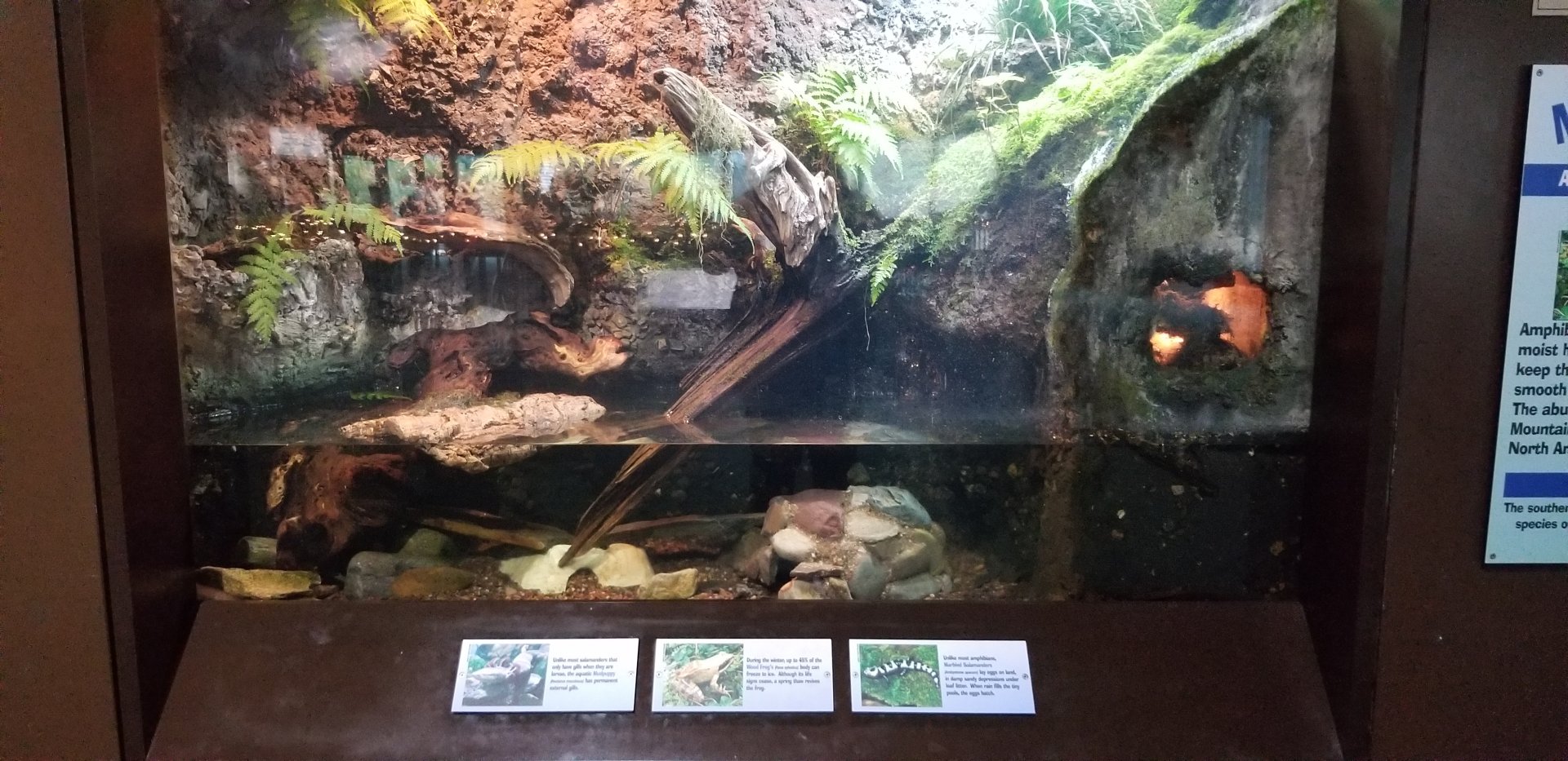 VA Living Museum - Piedmont and Mountains - mudpuppy, wood frog, marbled salamander