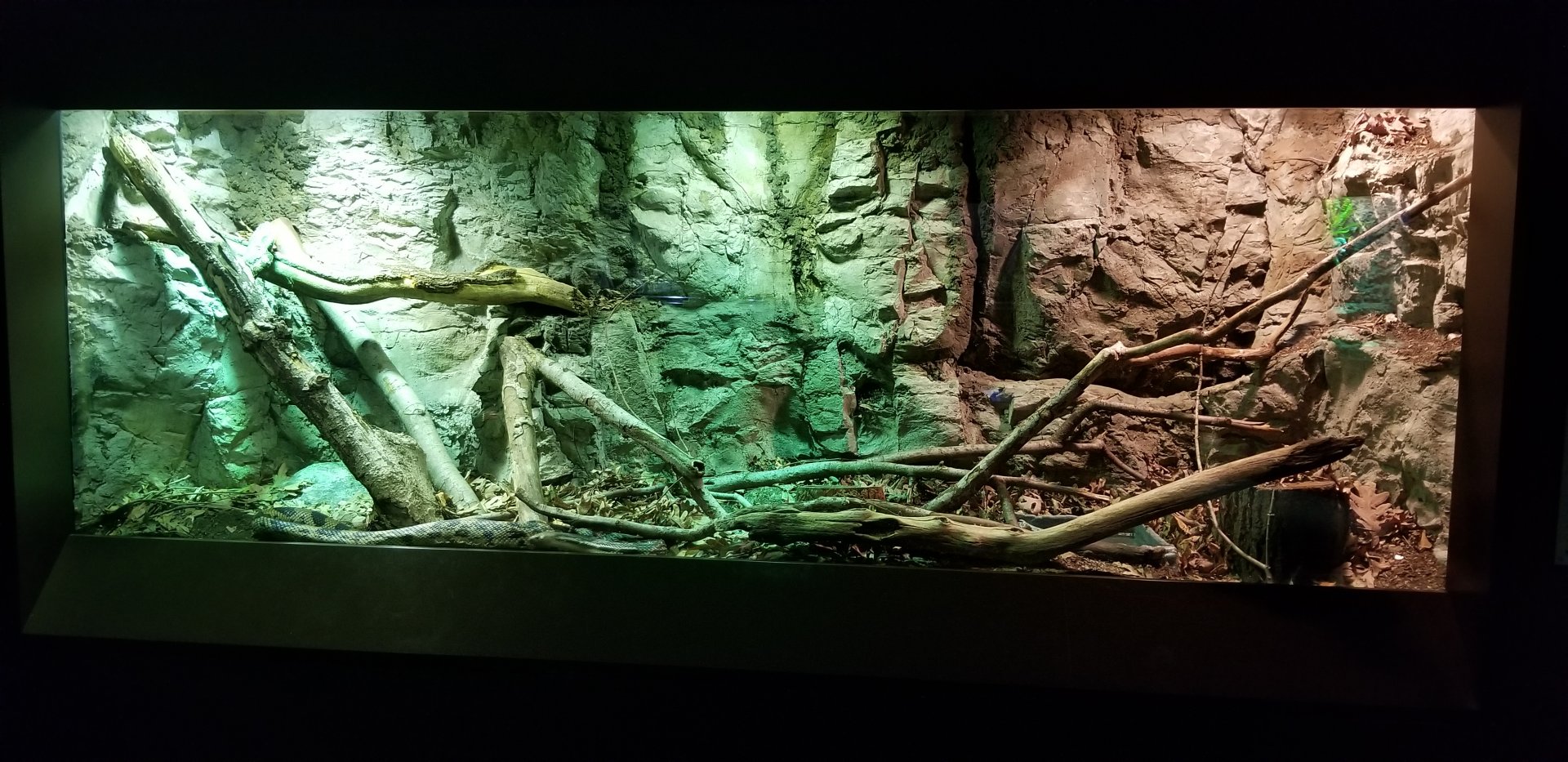 VA Living Museum - Piedmont and Mountains - northern pine snake