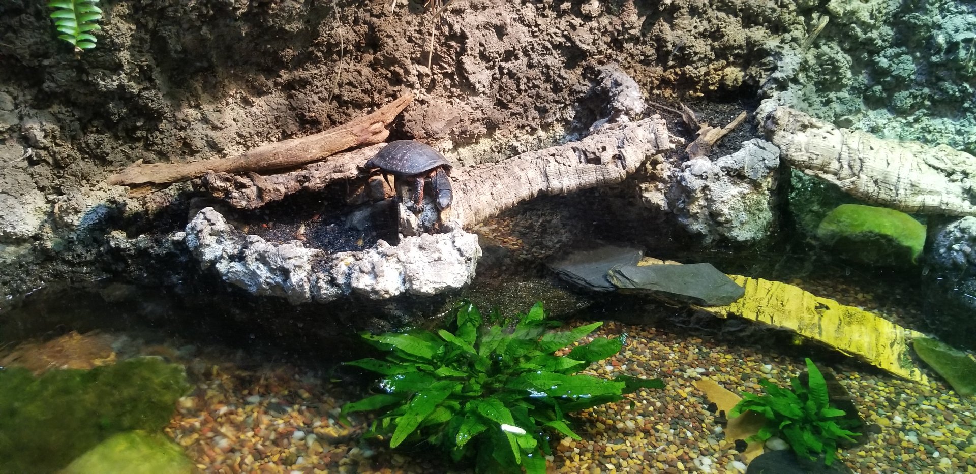 VA Living Museum - Piedmont and Mountains - spotted turtle