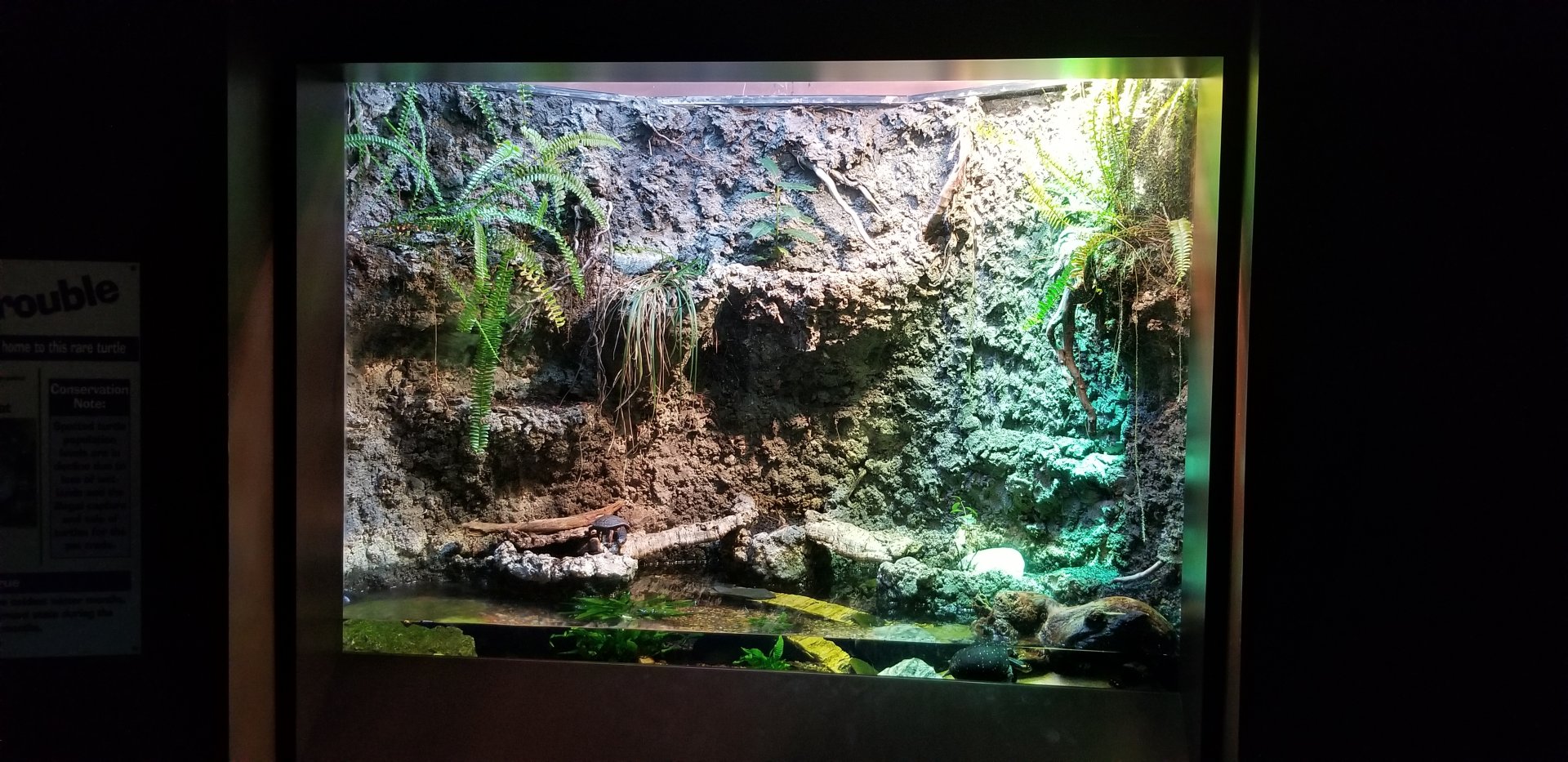 VA Living Museum - Piedmont and Mountains - spotted turtle