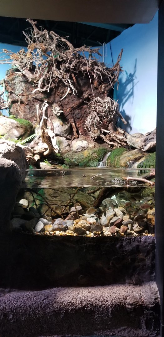 VA Living Museum - Piedmont and Mountains - yellow perch, bluegill, bullhead, smallmouth bass, wood turtle