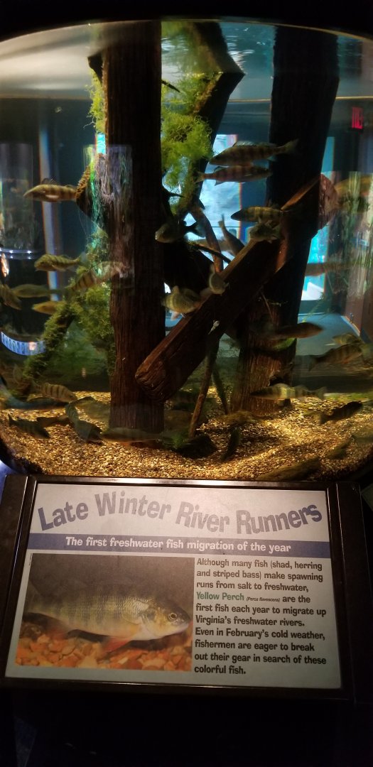 VA Living Museum - Piedmont and Mountains - yellow perch