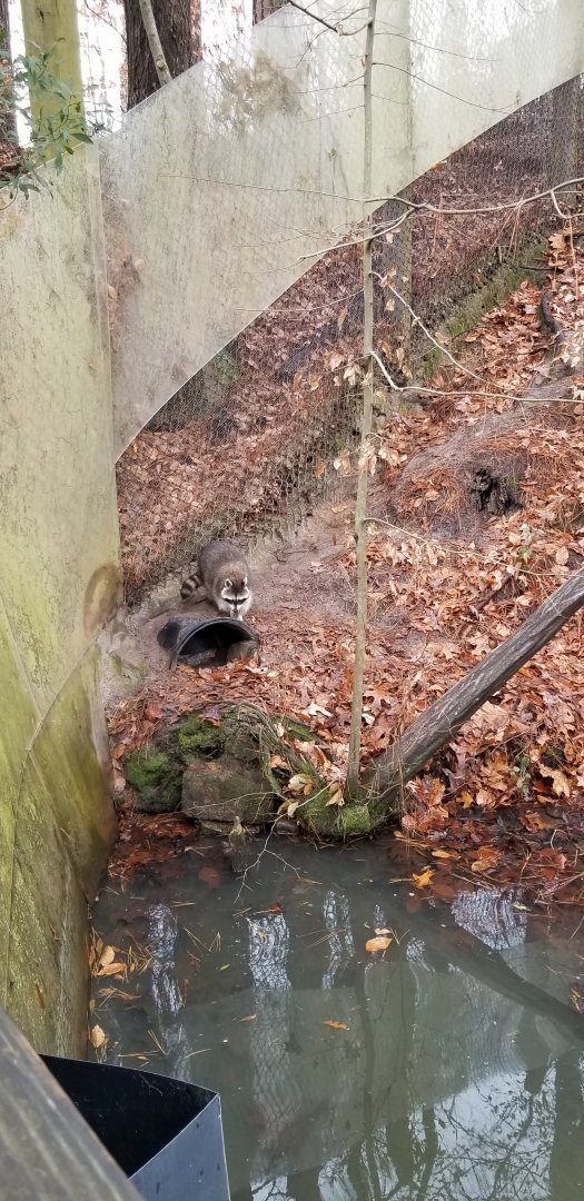 VA Living Museum - Raccoon