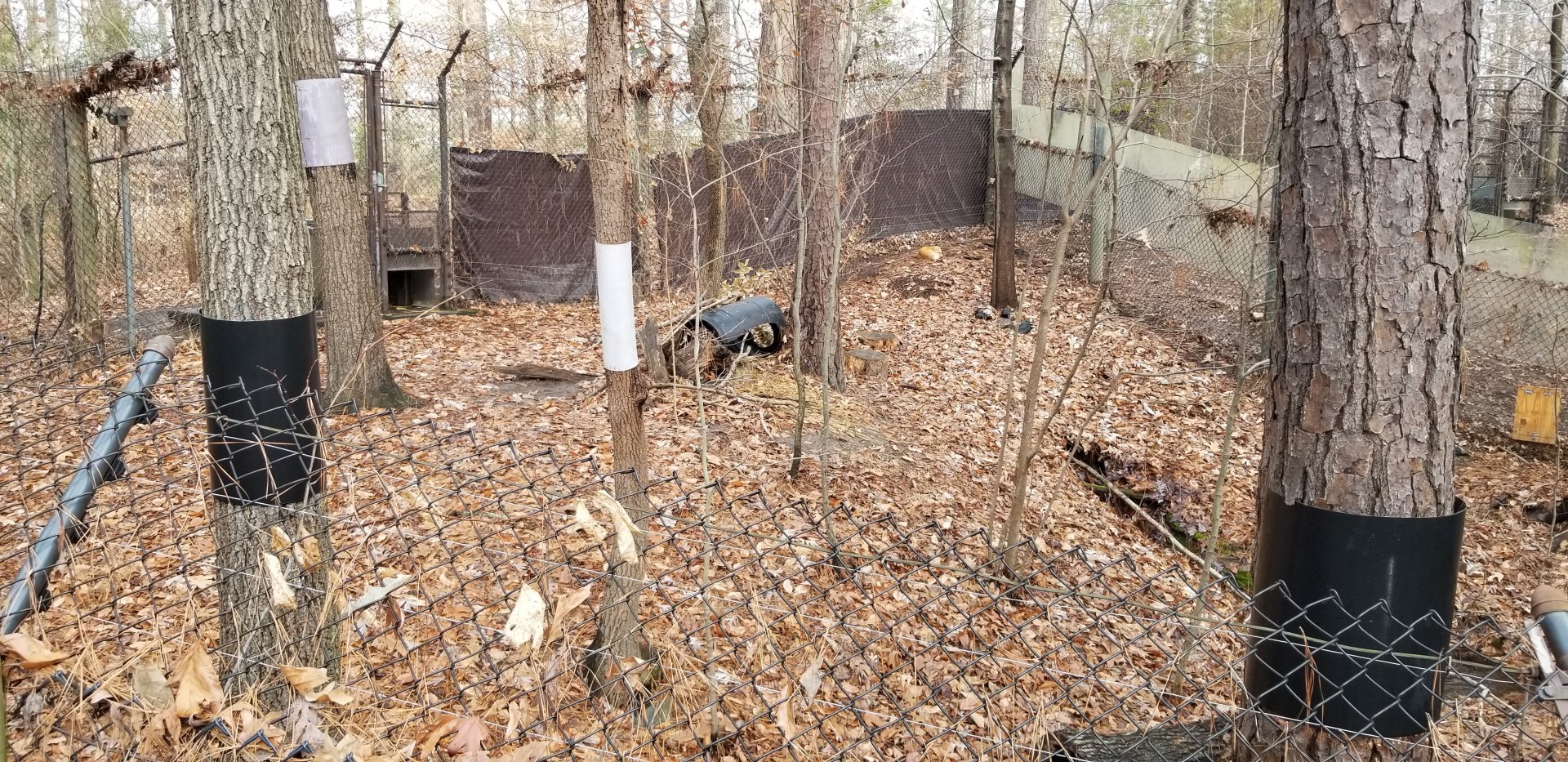 VA Living Museum - Red Fox exhibit #1, one animal