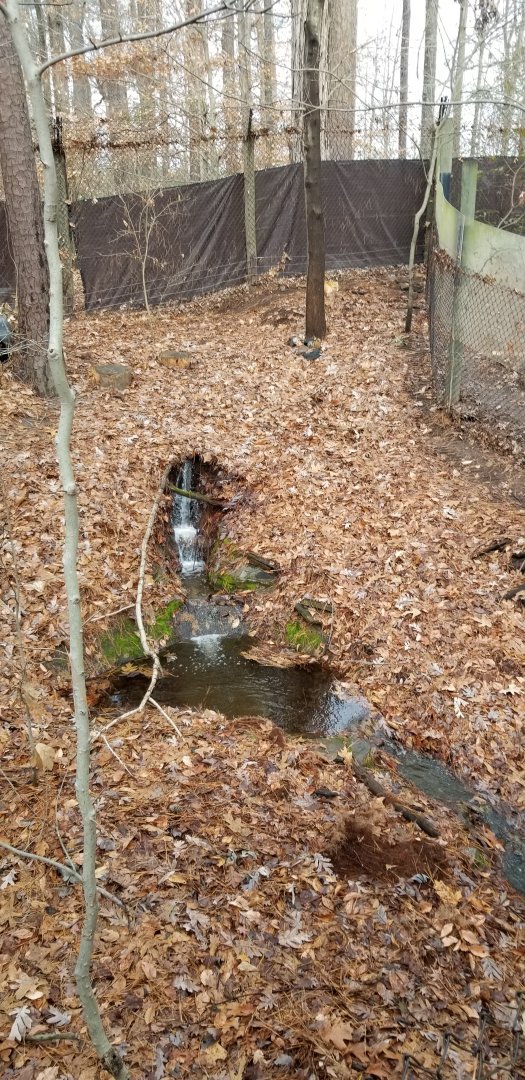 VA Living Museum - Red Fox exhibit #1, water feature