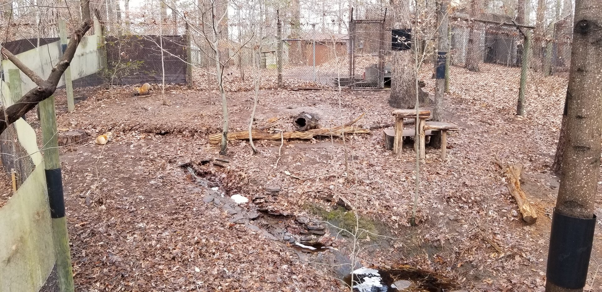 VA Living Museum - Red Fox exhibit #2, two animals
