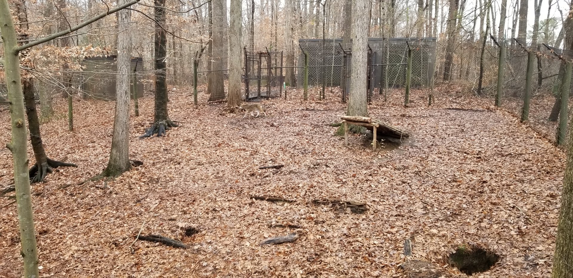 VA Living Museum - Red Wolf exhibit
