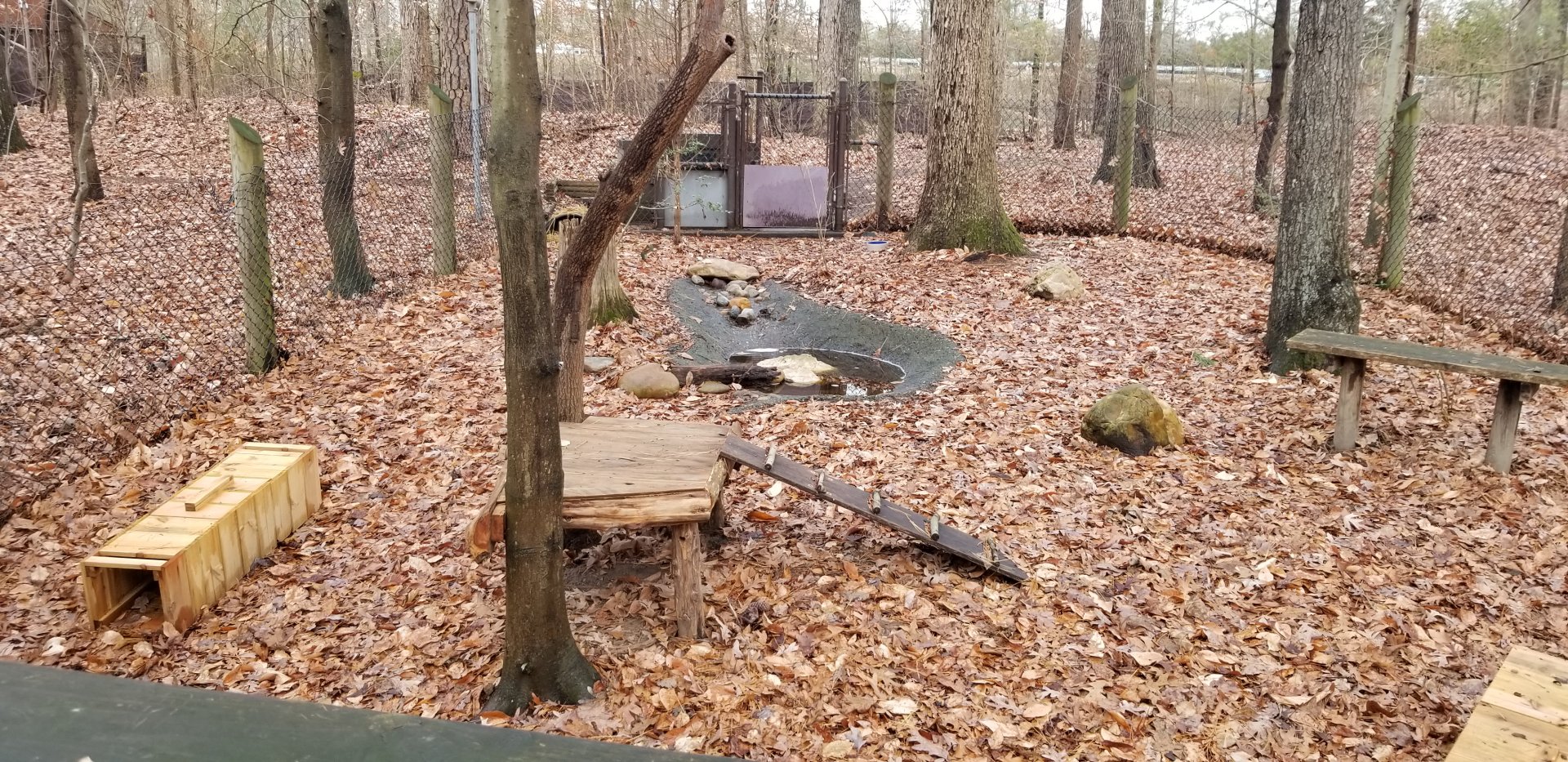 VA Living Museum - Skunk exhibit, 2 animals