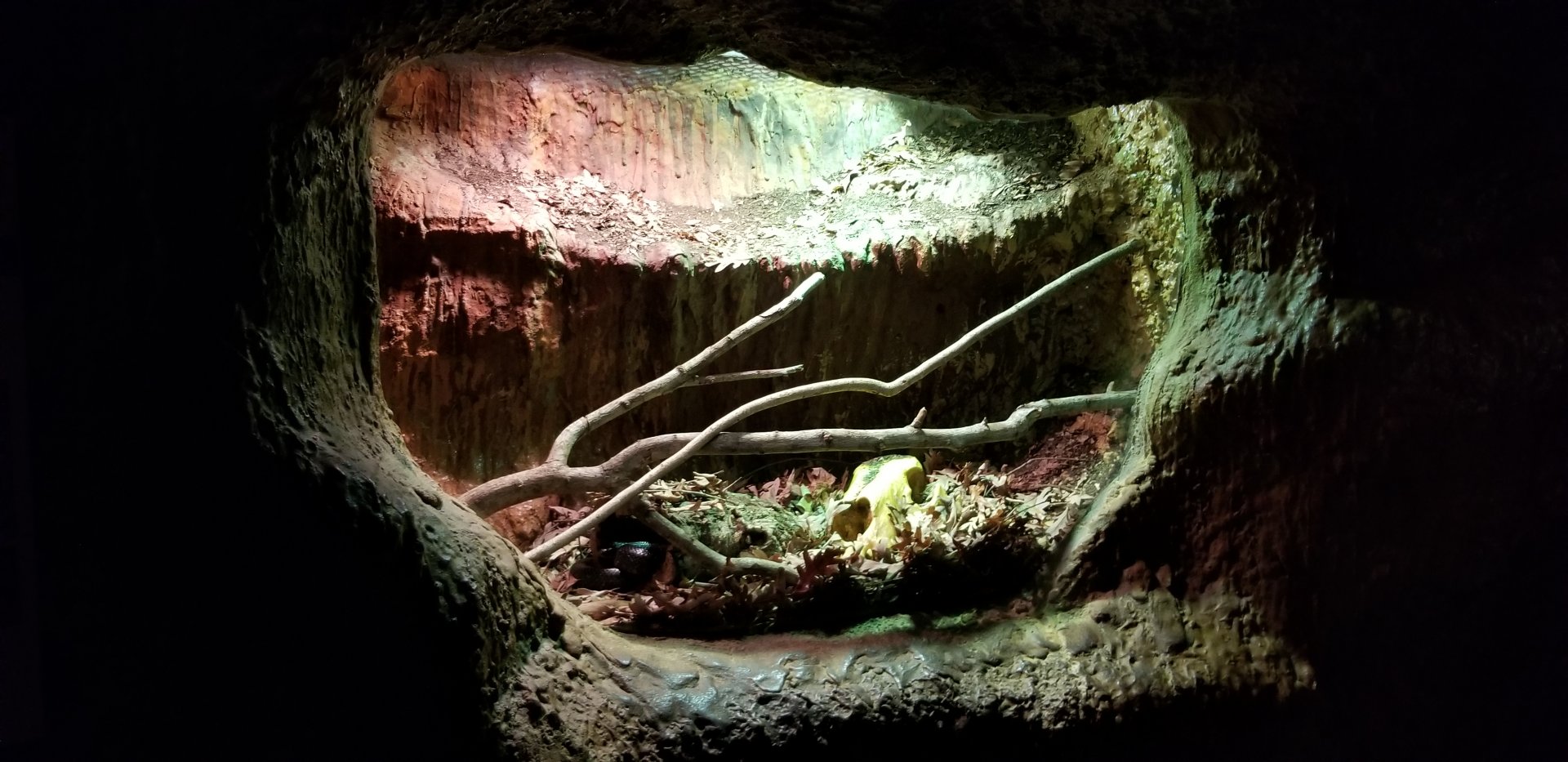 VA Living Museum - Underground Gallery - black rat snake