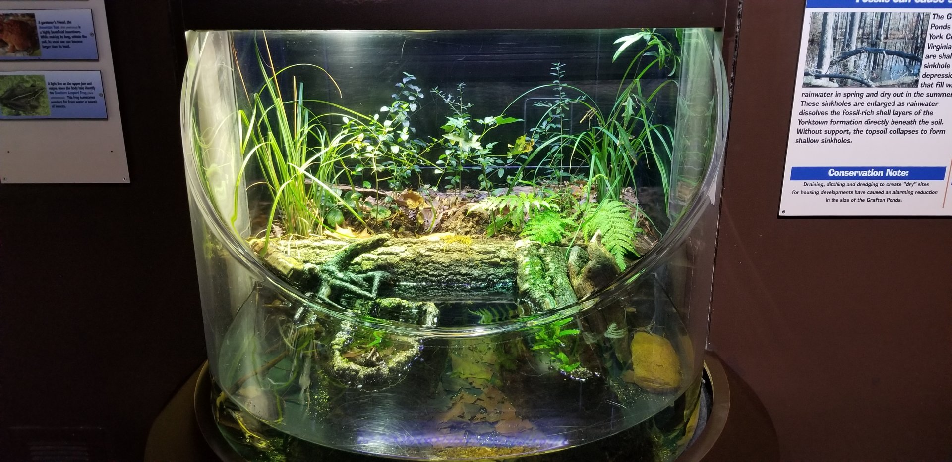 VA Living Museum - Underground Gallery - Eastern chicken turtle, american toad, southern leopard frog