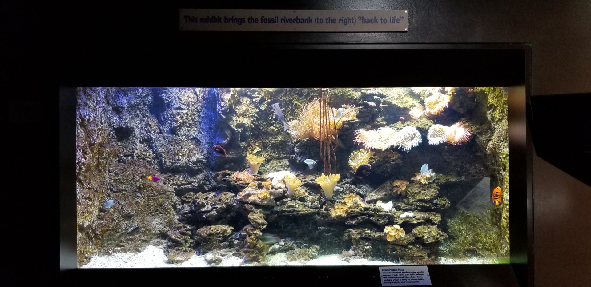 VA Living Museum - Underground Gallery - Example of fossil riverbank being 'brought back to life'