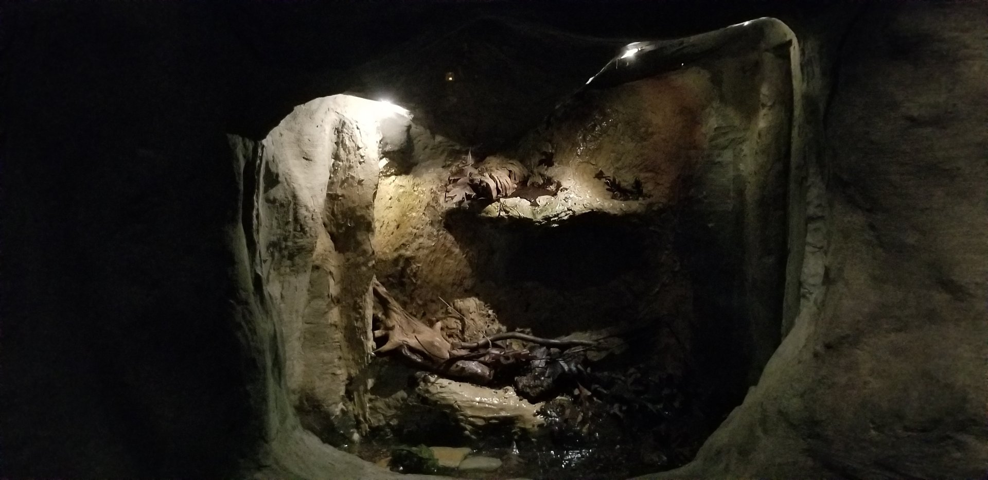 VA Living Museum - Underground Gallery - long-tailed salamander