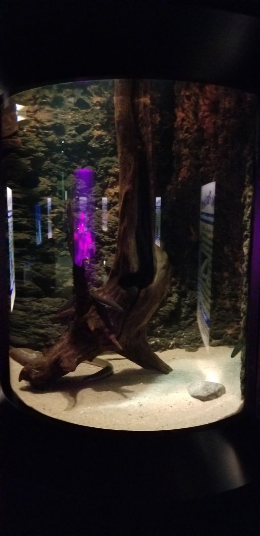 VA Living Museum - World of Darkness - american eel