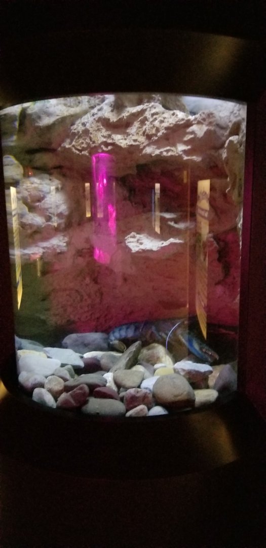 VA Living Museum - World of Darkness - american lobster