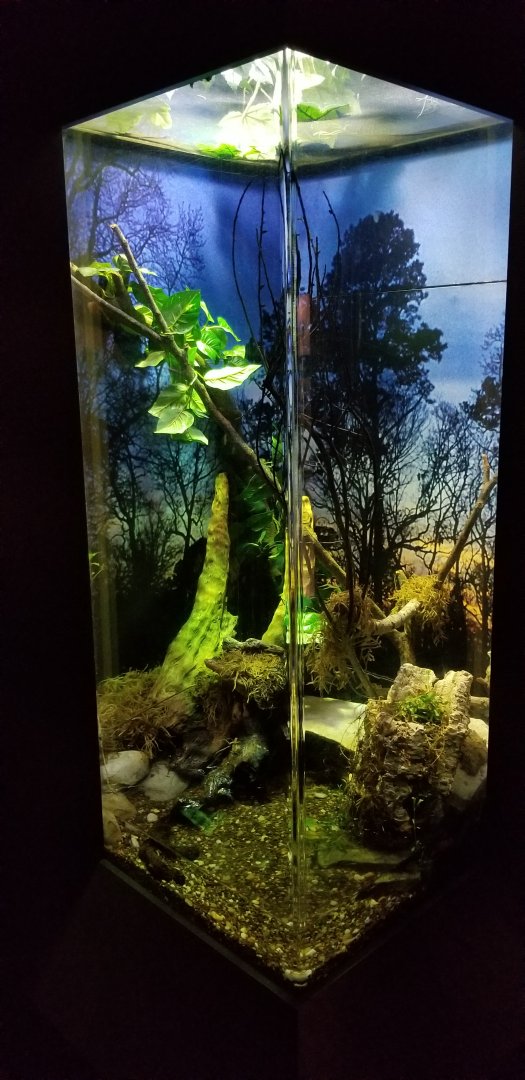 VA Living Museum - World of Darkness - Barking treefrogs, Green treefrogs, Gray treefrogs