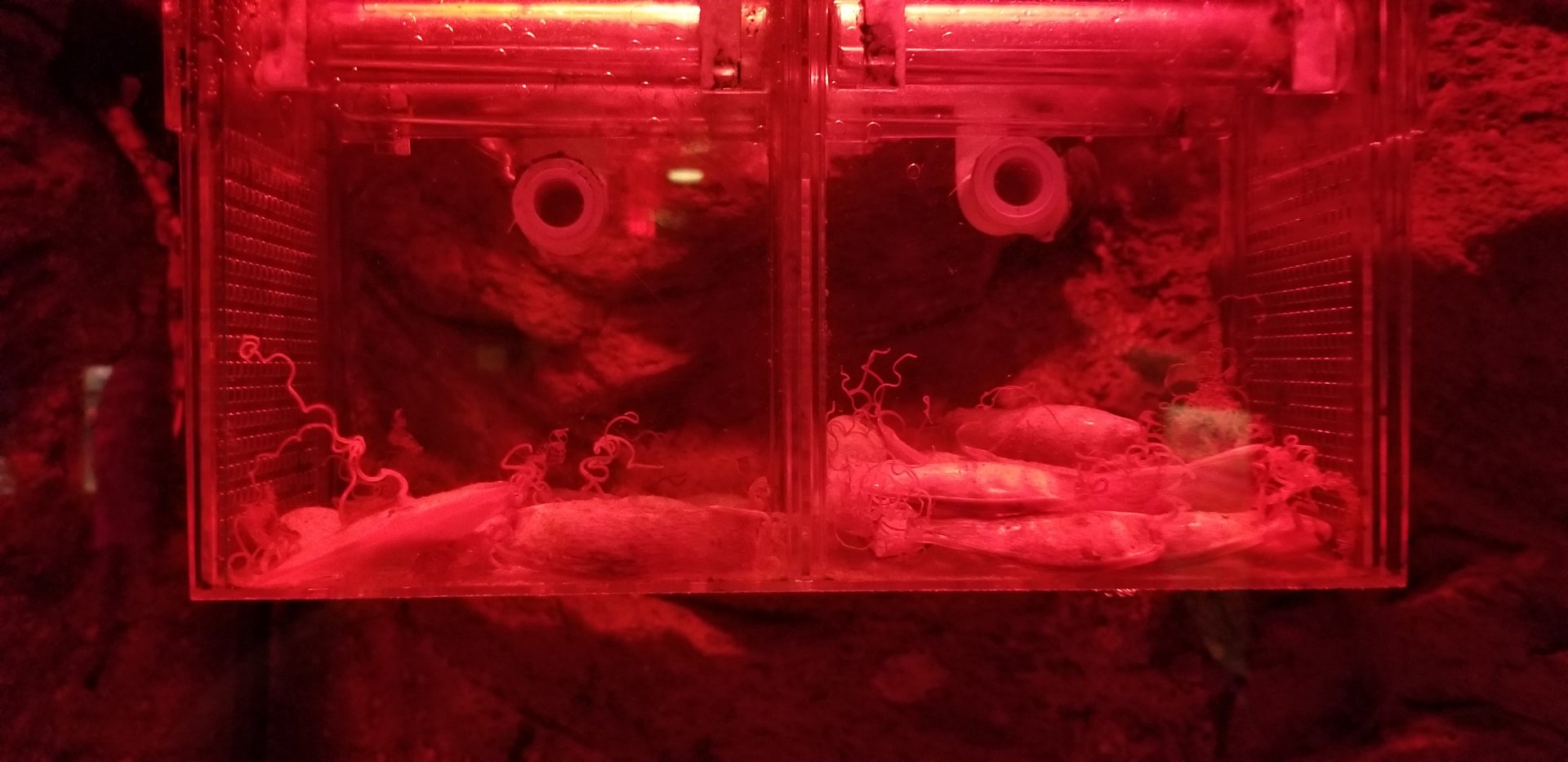 VA Living Museum - World of Darkness - Chain Dogfish Shark eggs