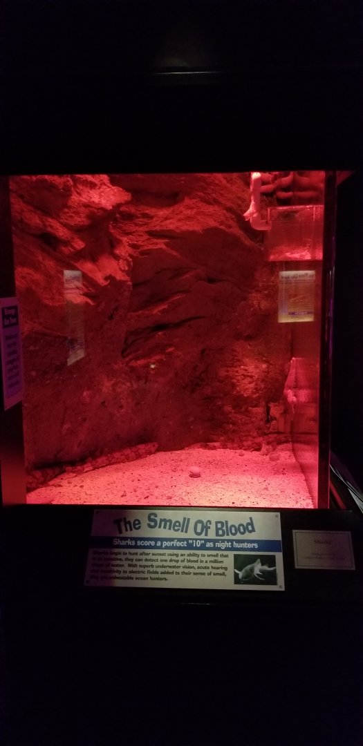 VA Living Museum - World of Darkness - Chain Dogfish Shark tank