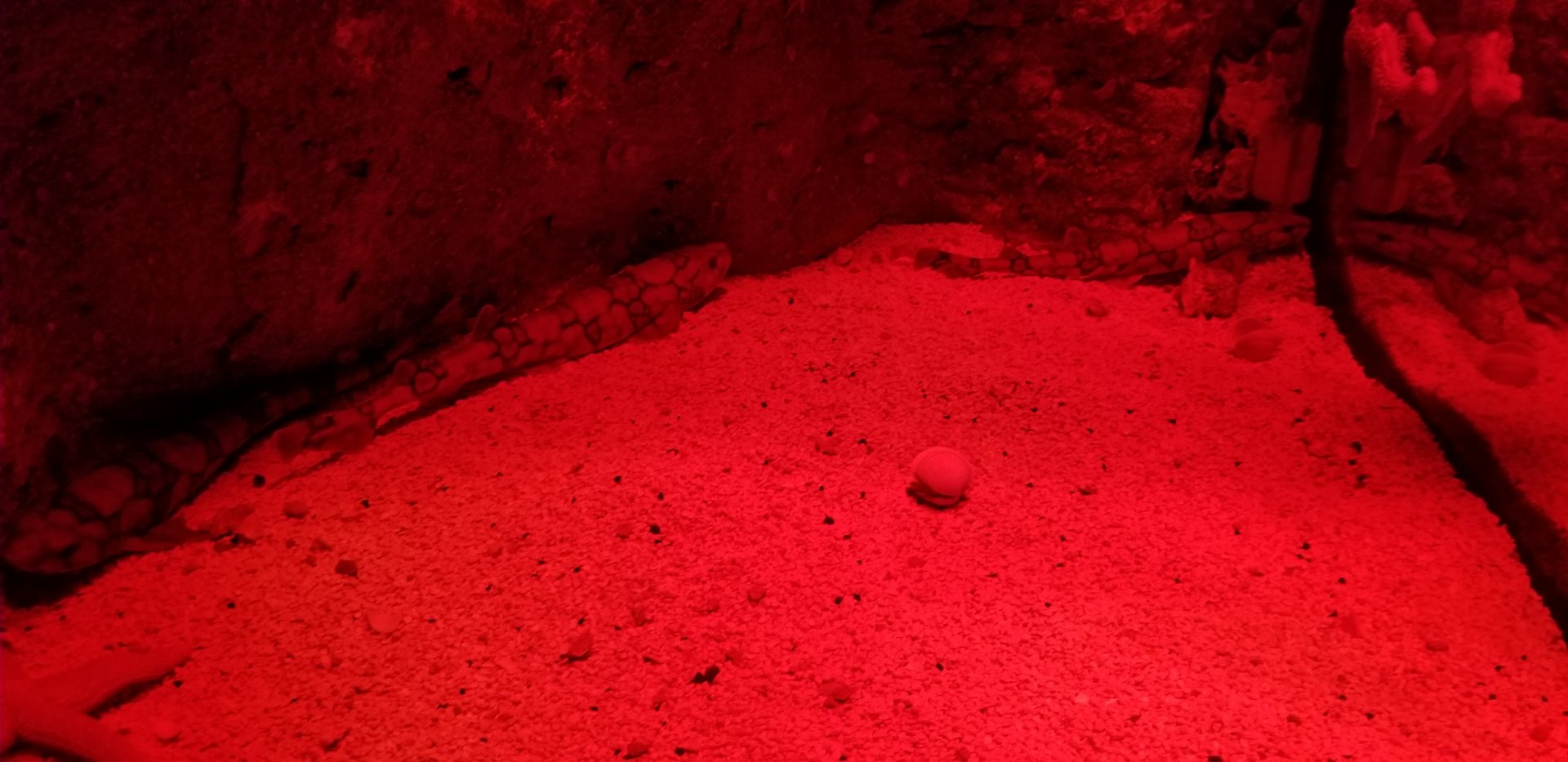 VA Living Museum - World of Darkness - Chain Dogfish Sharks