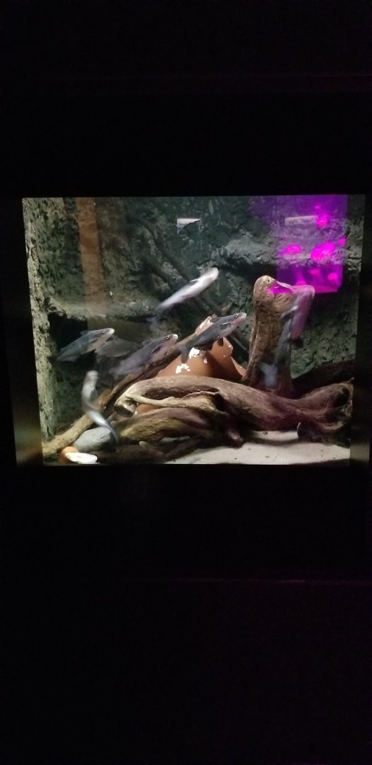 VA Living Museum - World of Darkness - channel catfish