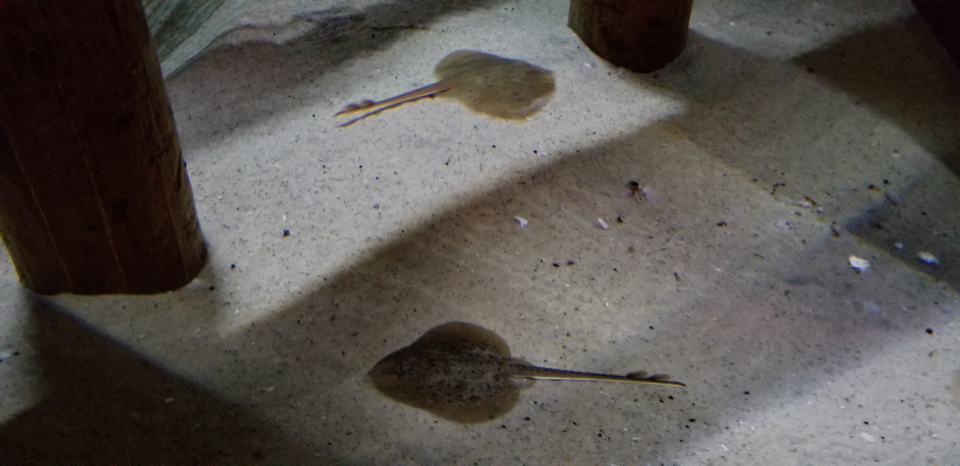 VA Living Museum - World of Darkness - clearnose skate