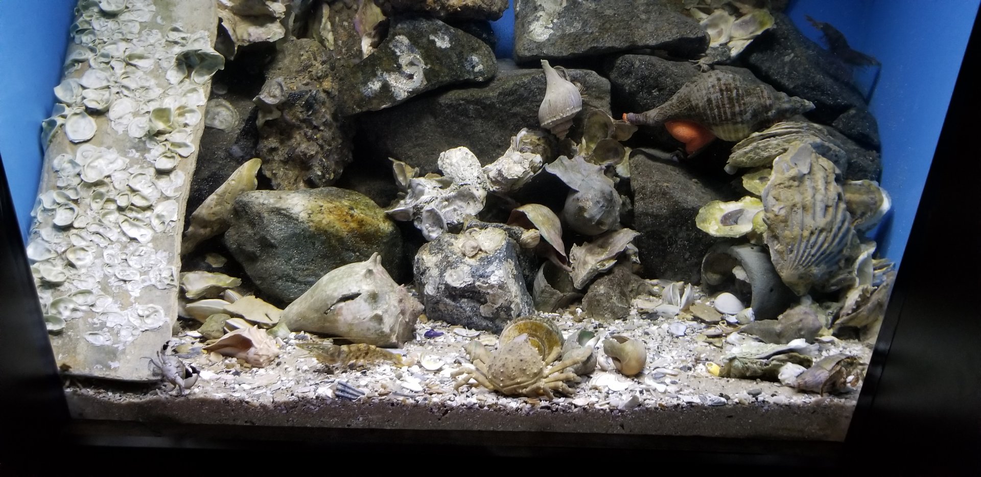 VA Living Museum - World of Darkness - ghost shrimp, crabs