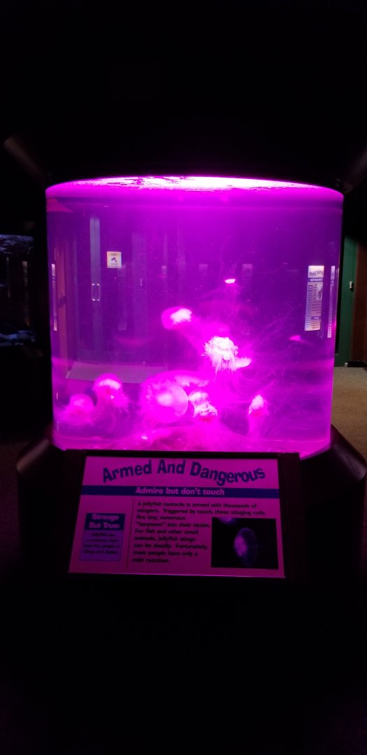 VA Living Museum - World of Darkness - jellyfish (unnamed)