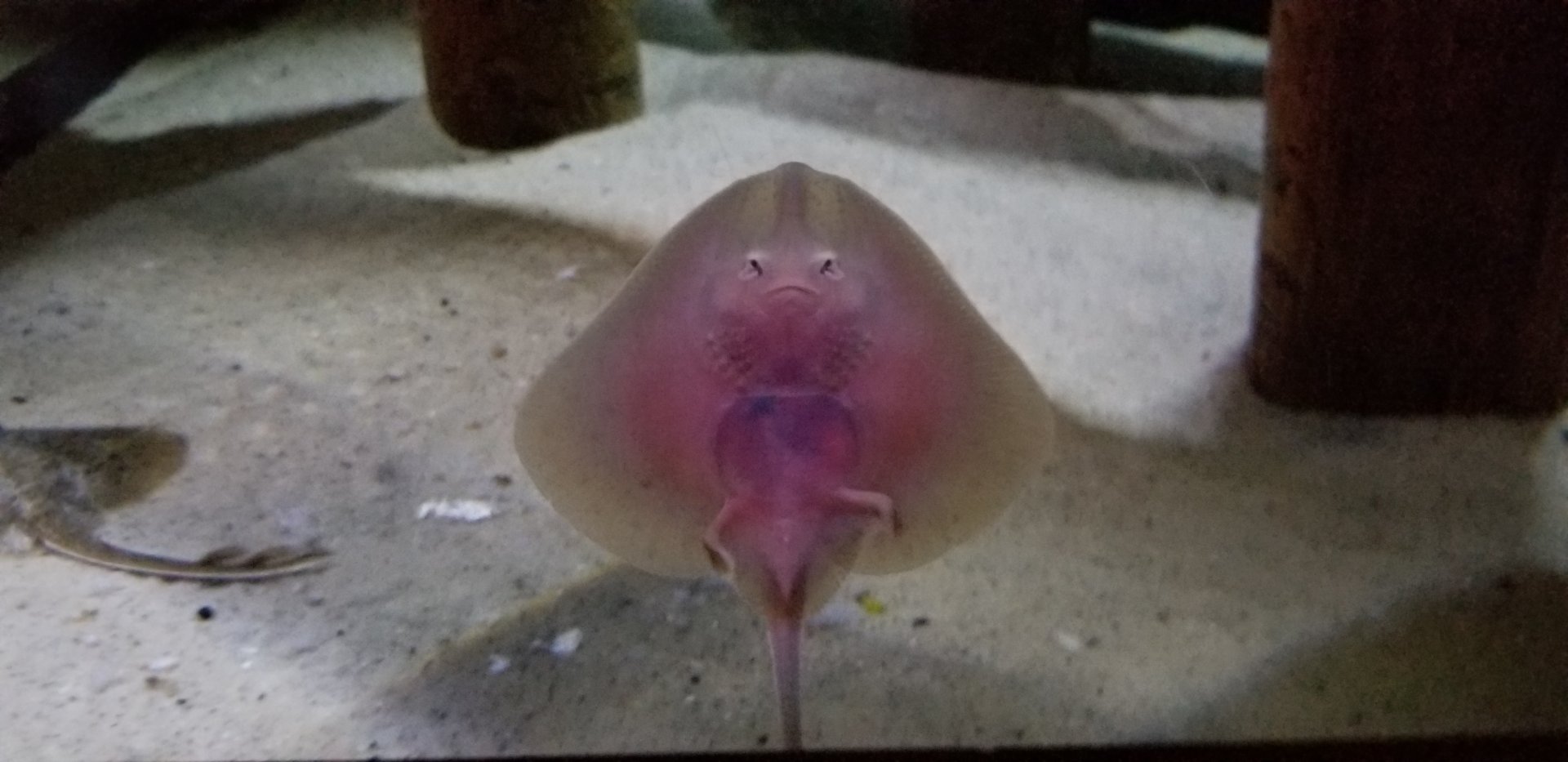 VA Living Museum - World of Darkness - little skate