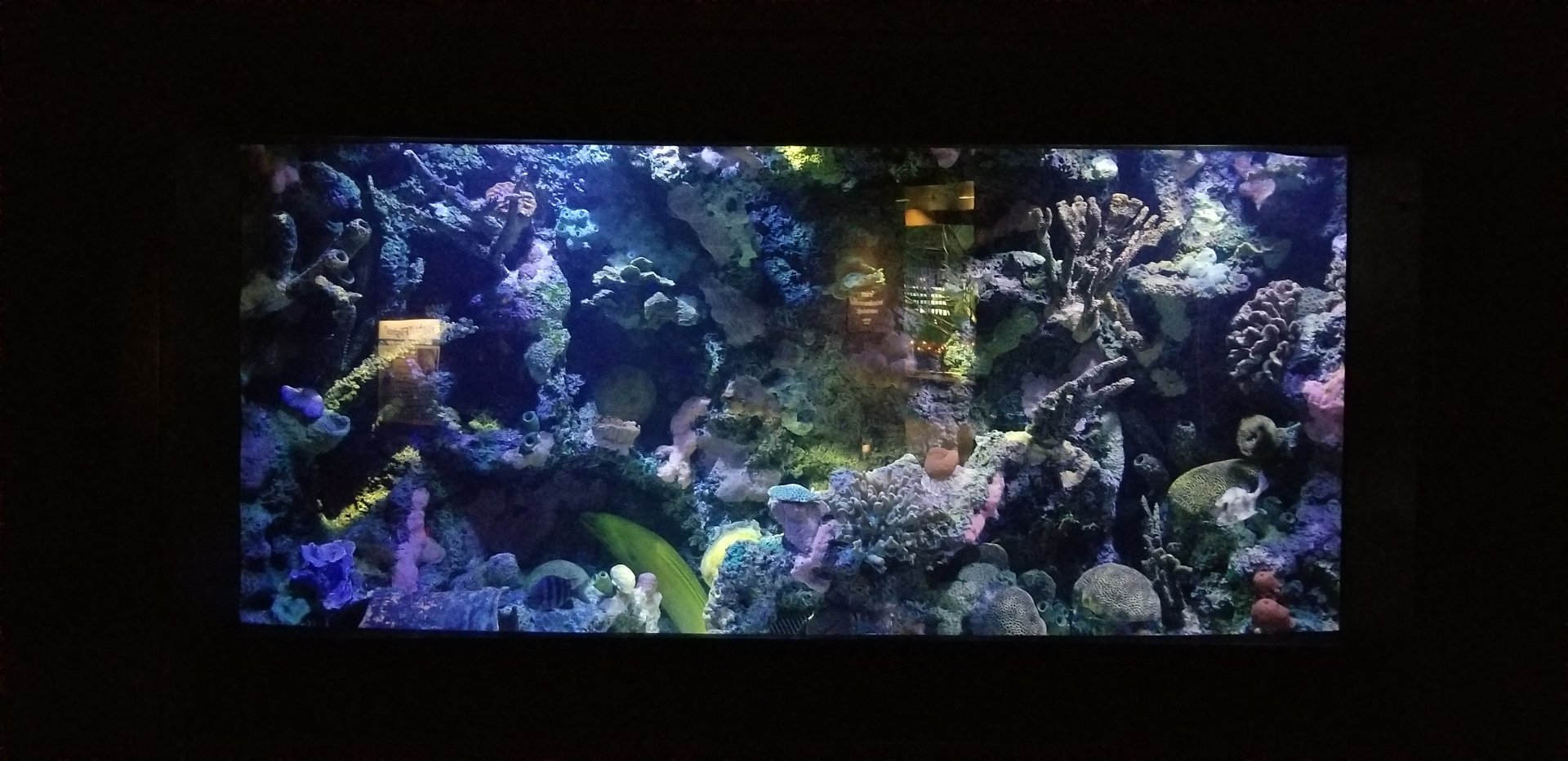 VA Living Museum - World of Darkness - Moray tank
