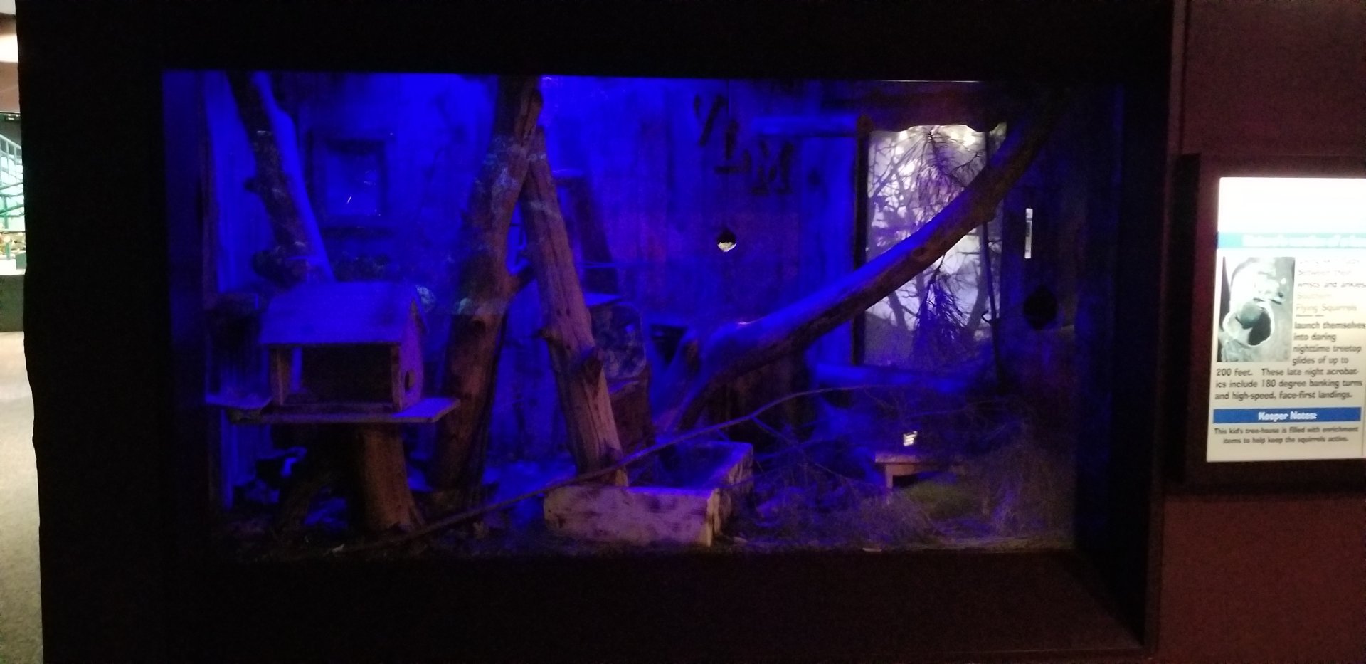 VA Living Museum - World of Darkness - southern flying squirrel