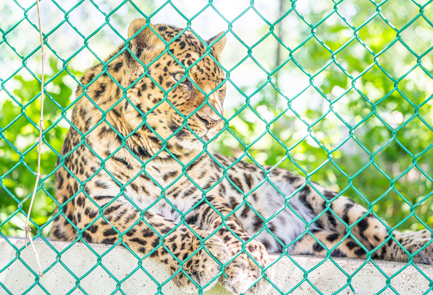 Vaadim the male Amur Leopard