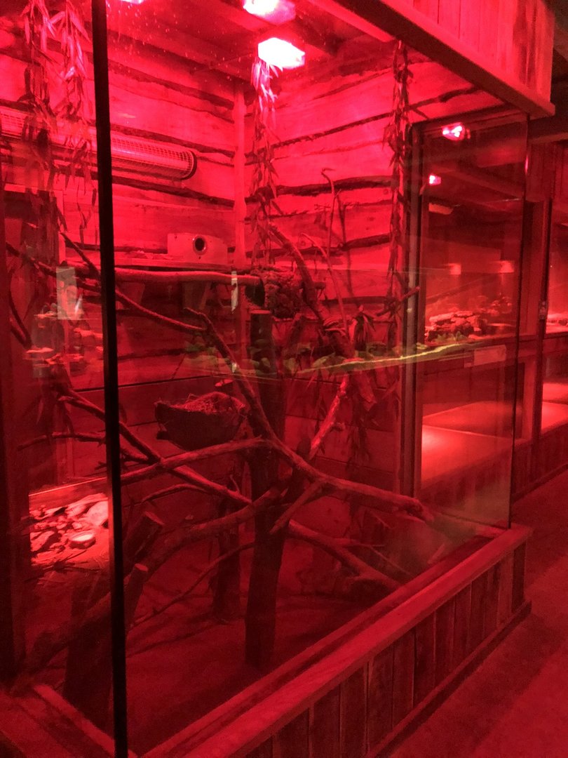 Vacant Enclosure Inside the Nocturnal House at Cannon Hall Farm (September 2023)