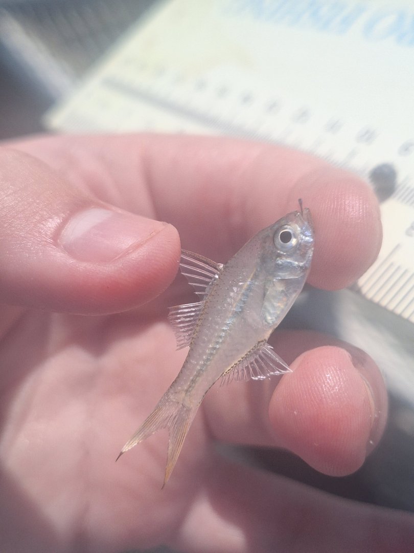 Vachell's Glassfish (Ambassis vachellii)