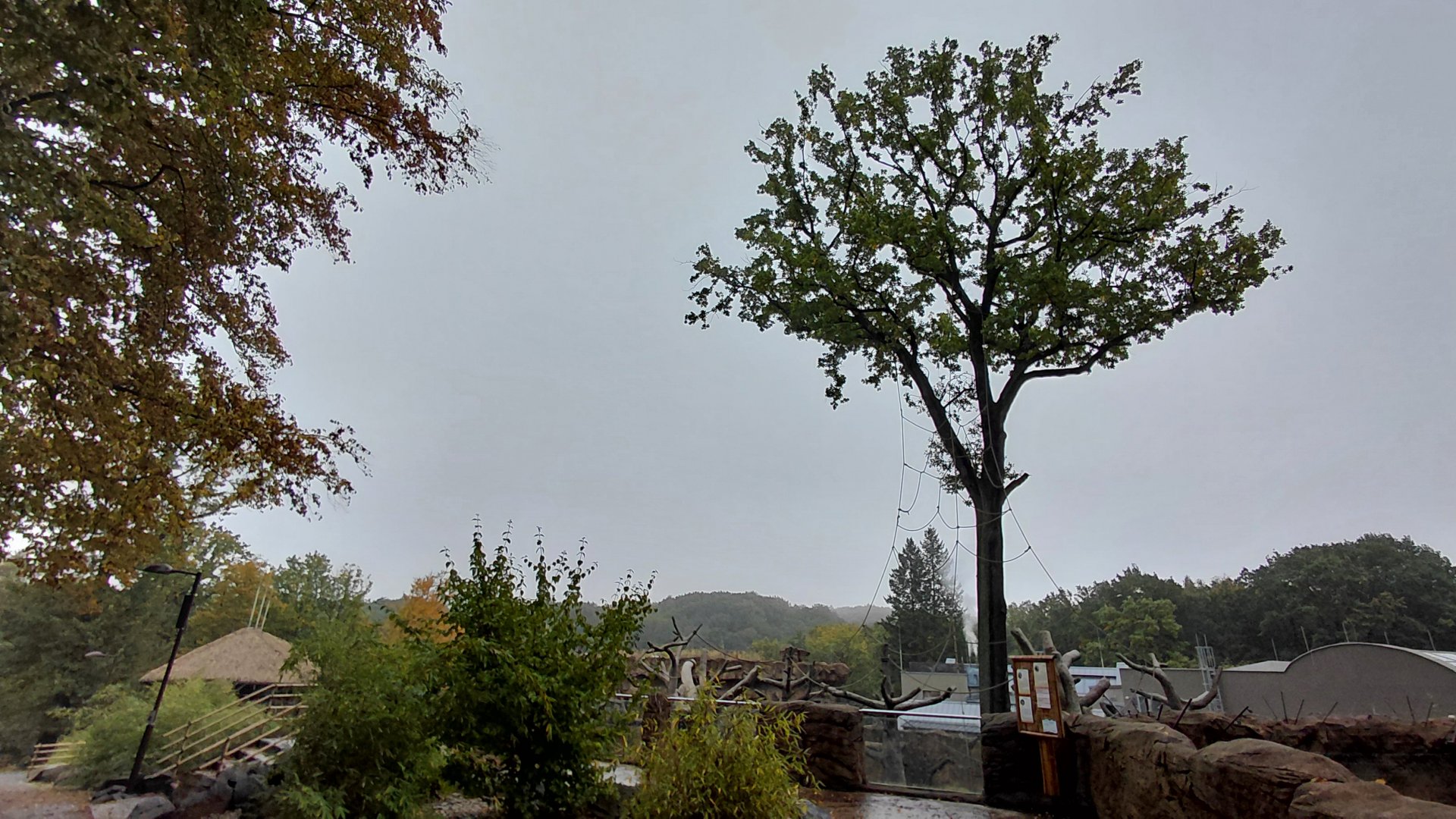 Vadtha ni - Gibbon exhibit