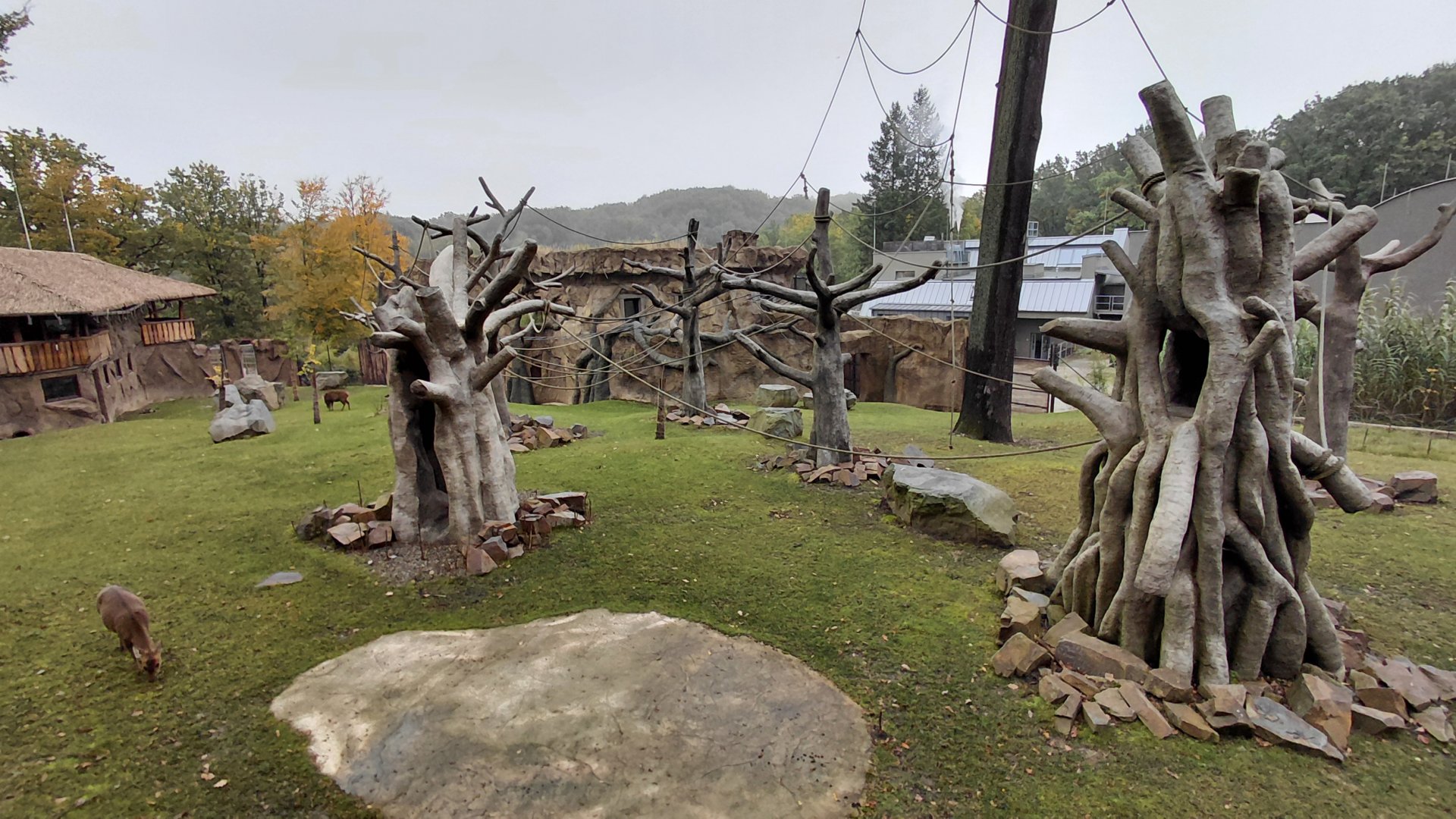 Vadtha ni - Gibbon exhibit