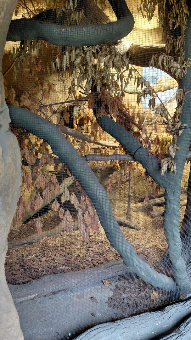 Vadtha ni - Hill partridge exhibit