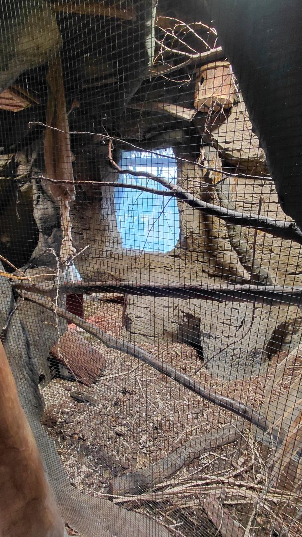 Vadtha ni - Squirrel exhibit