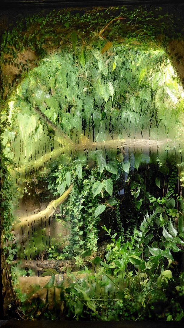 Vadtha ni - Terrarium