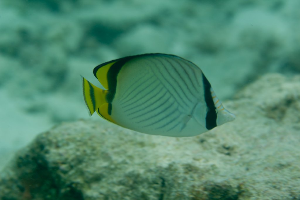 Vagabond Butterflyfish (Chaetodon vagabundus)