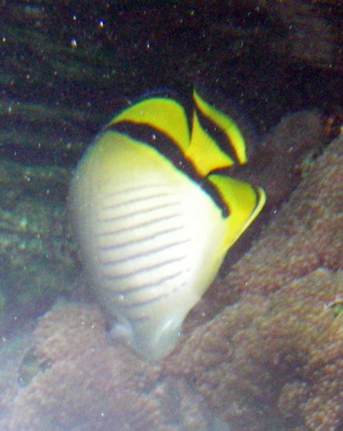 Vagabond Butterflyfish (Chaetodon vagabundus)