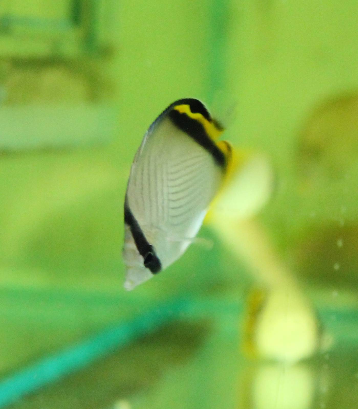 Vagabond butterflyfish - Chaetodon vagabundus