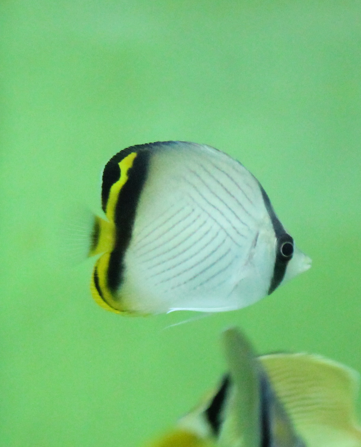 Vagabond butterflyfish - Chaetodon vagabundus