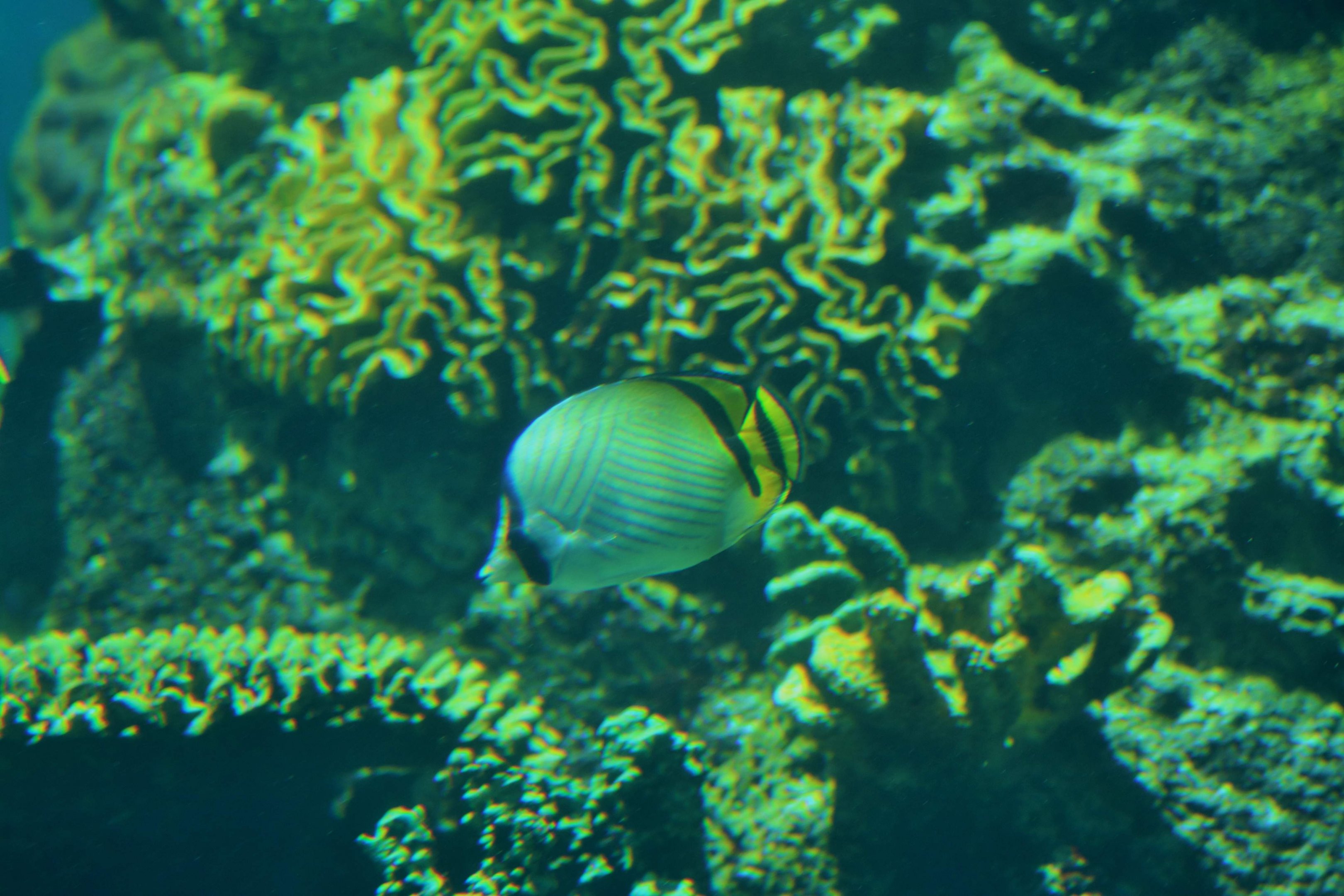 Vagabond Butterflyfish (Chaetodon vagabundus)