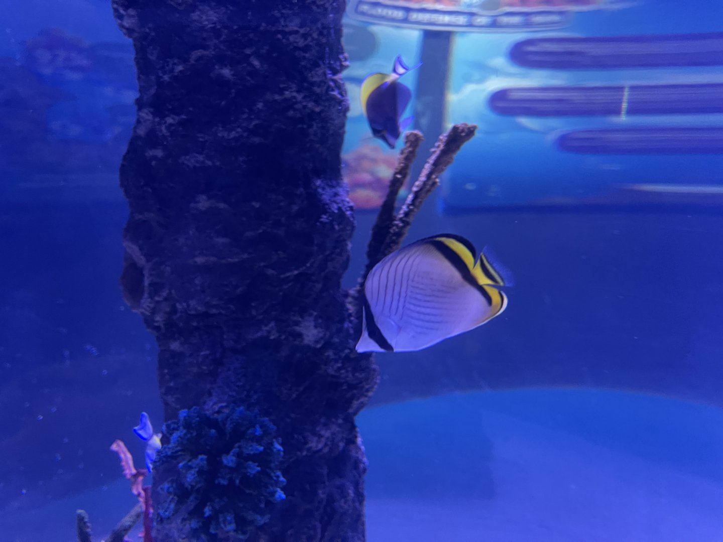 vagabond butterflyfish (chaetodon vagabundus)